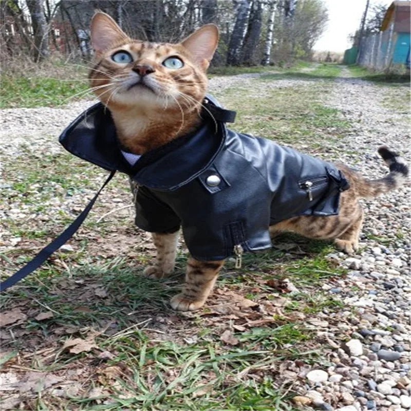 best Glorious Eagle Pattern Dog Coat PU Leather Jacket Soft Waterproof Outdoor Puppy Outerwear Fashion Clothes For Small Pet(XXS-XXL) shop online at M2K Trends for